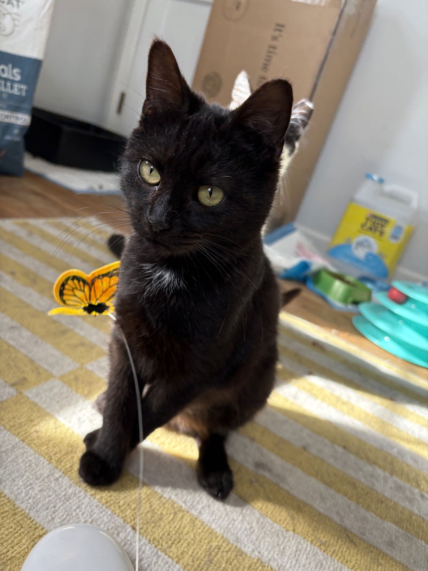 WREN (FCID# 12/29/2025 - 30 BRANDYWINE PS) C - Domestic Short Hair available for adoption