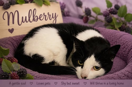 MULBERRY (FCID# 05/12/2026 - 33 TRAINER) - Domestic Short Hair available for adoption