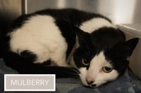 Mulberry (FCID# 05/12/2026 - 33 Trainer) - Photo 2