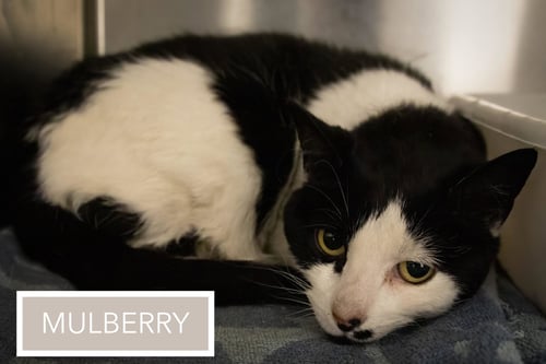 MULBERRY (FCID# 05/12/2026 - 33 TRAINER) - Domestic Short Hair available for adoption