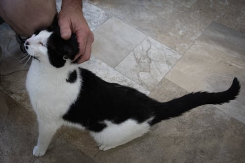 MULBERRY (FCID# 05/12/2026 - 33 TRAINER) - Domestic Short Hair available for adoption
