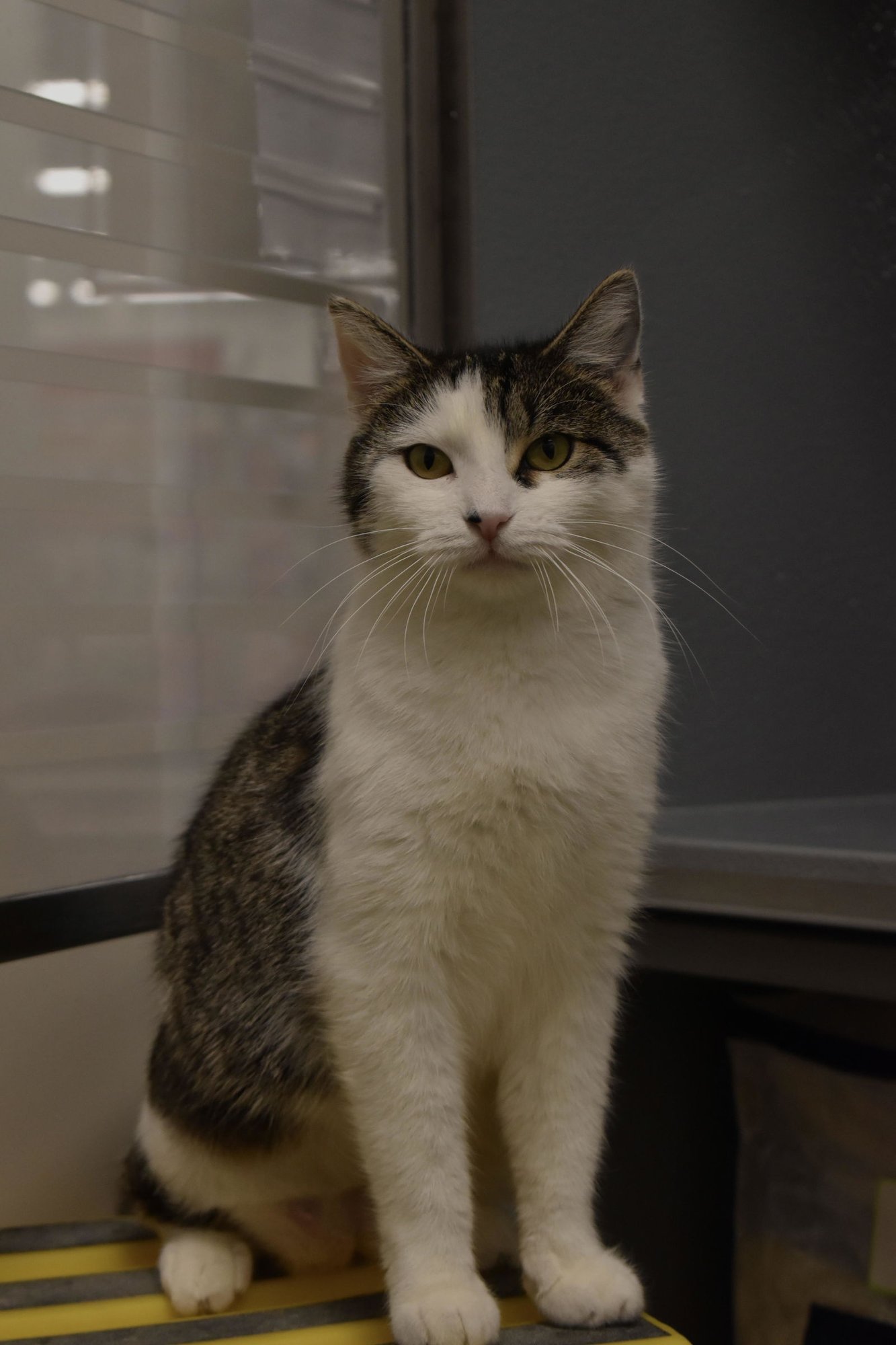 HOLLY (FCID# 12/03/2025 - 78 MIDDLETOWN PS) KC - Domestic Short Hair / Tabby available for adoption