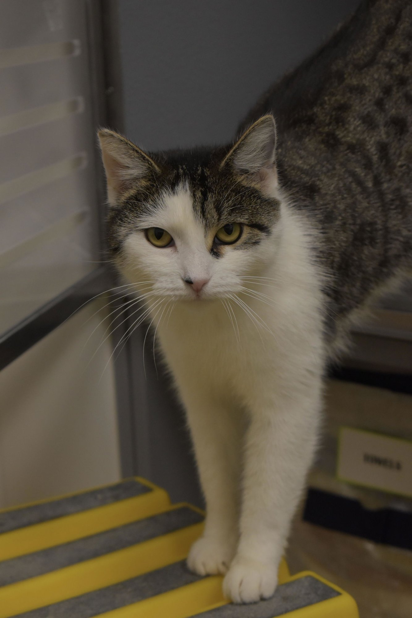 HOLLY (FCID# 12/03/2025 - 78 MIDDLETOWN PS) KC - Domestic Short Hair / Tabby available for adoption