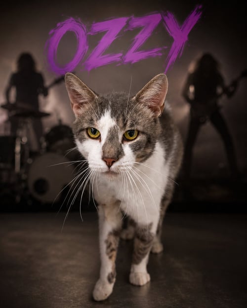 OZZY (FCID# 06/09/2026 - 86 TRAINER) - Domestic Short Hair / Tabby available for adoption