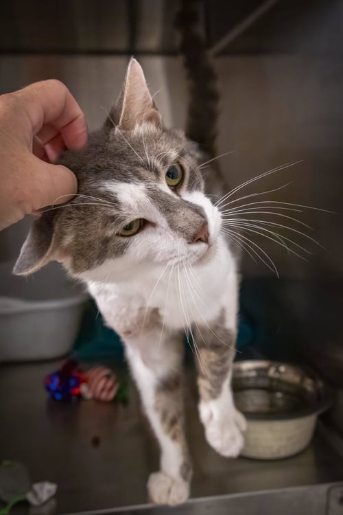 OZZY (FCID# 06/09/2026 - 86 TRAINER) - Domestic Short Hair / Tabby available for adoption