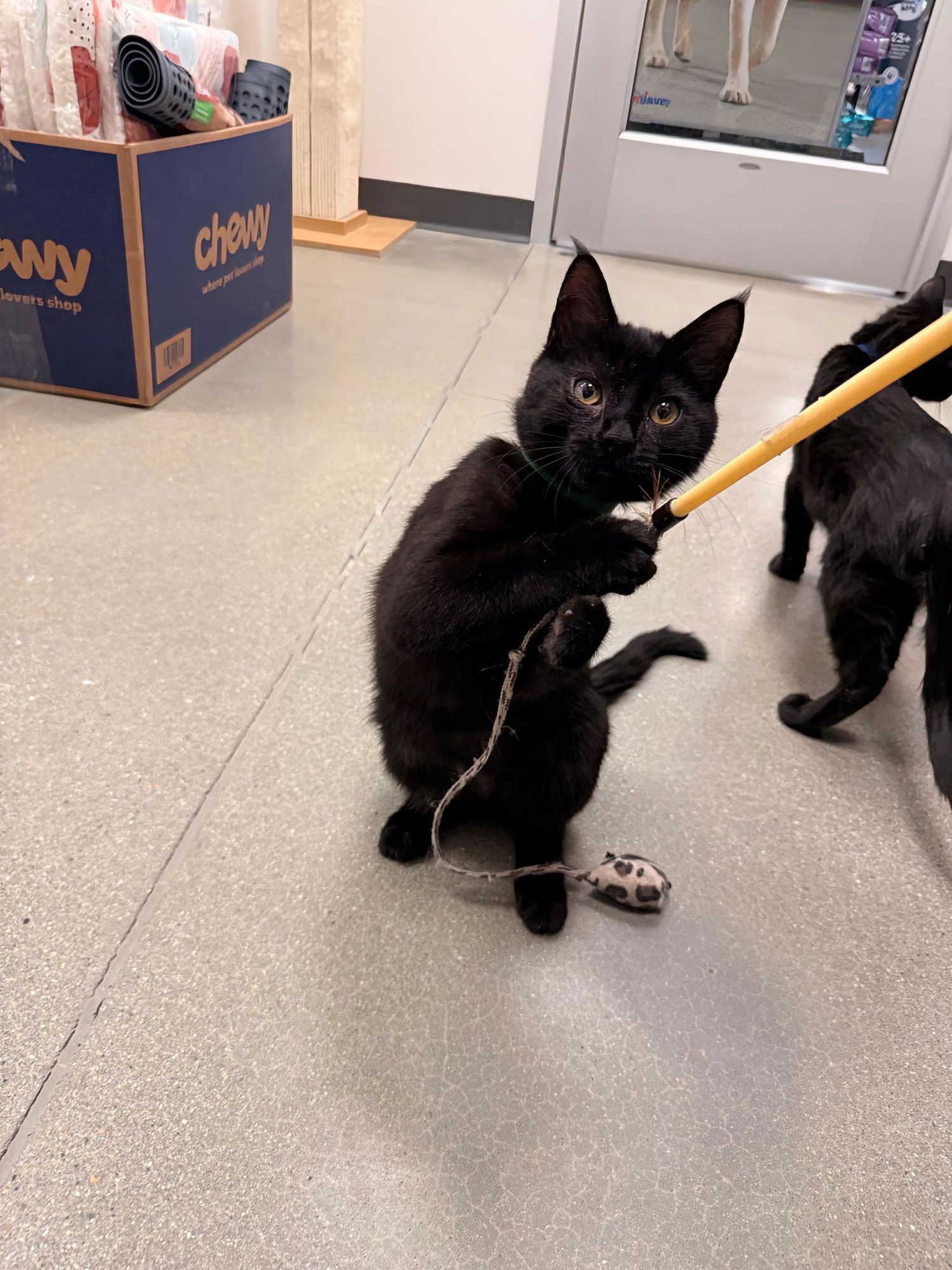 INEZ (FCID# 01/05/2026 - 48 MIDDLETOWN PS) - Domestic Short Hair available for adoption