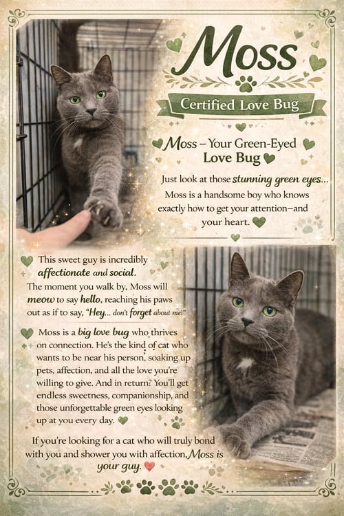 MOSS (FCID# 03/16/2026 - 503 BRANDYWINE PS) - Domestic Short Hair available for adoption