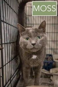 Moss (FCID# 03/16/2026 - 503 Brandywine PS) - Photo 4
