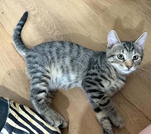 TURBO, WILLOW GROVE AREA, (FCID 7/8/2026-183) - Domestic Short Hair available for adoption