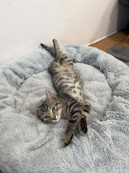 TURBO, WILLOW GROVE AREA, (FCID 7/8/2026-183) - Domestic Short Hair available for adoption
