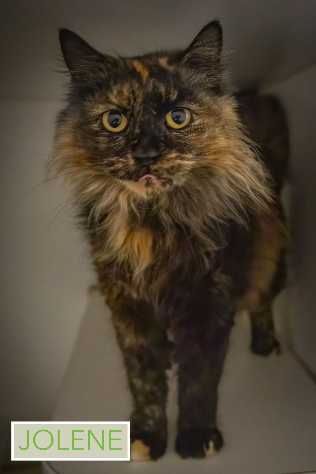 JOLENE: DLH (FCID# 01/19/2026 - 15 TRAINER) - Domestic Long Hair / Tortoiseshell available for adoption