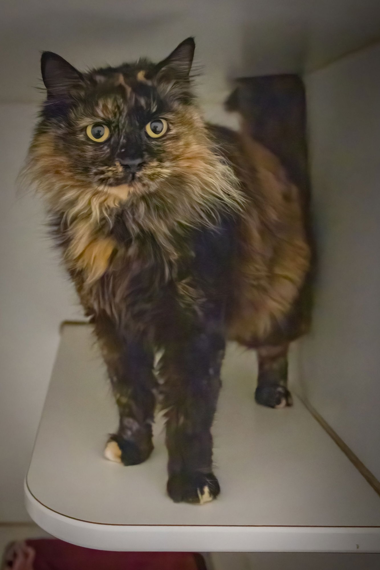 JOLENE: DLH (FCID# 01/19/2026 - 15 TRAINER) - Domestic Long Hair / Tortoiseshell available for adoption