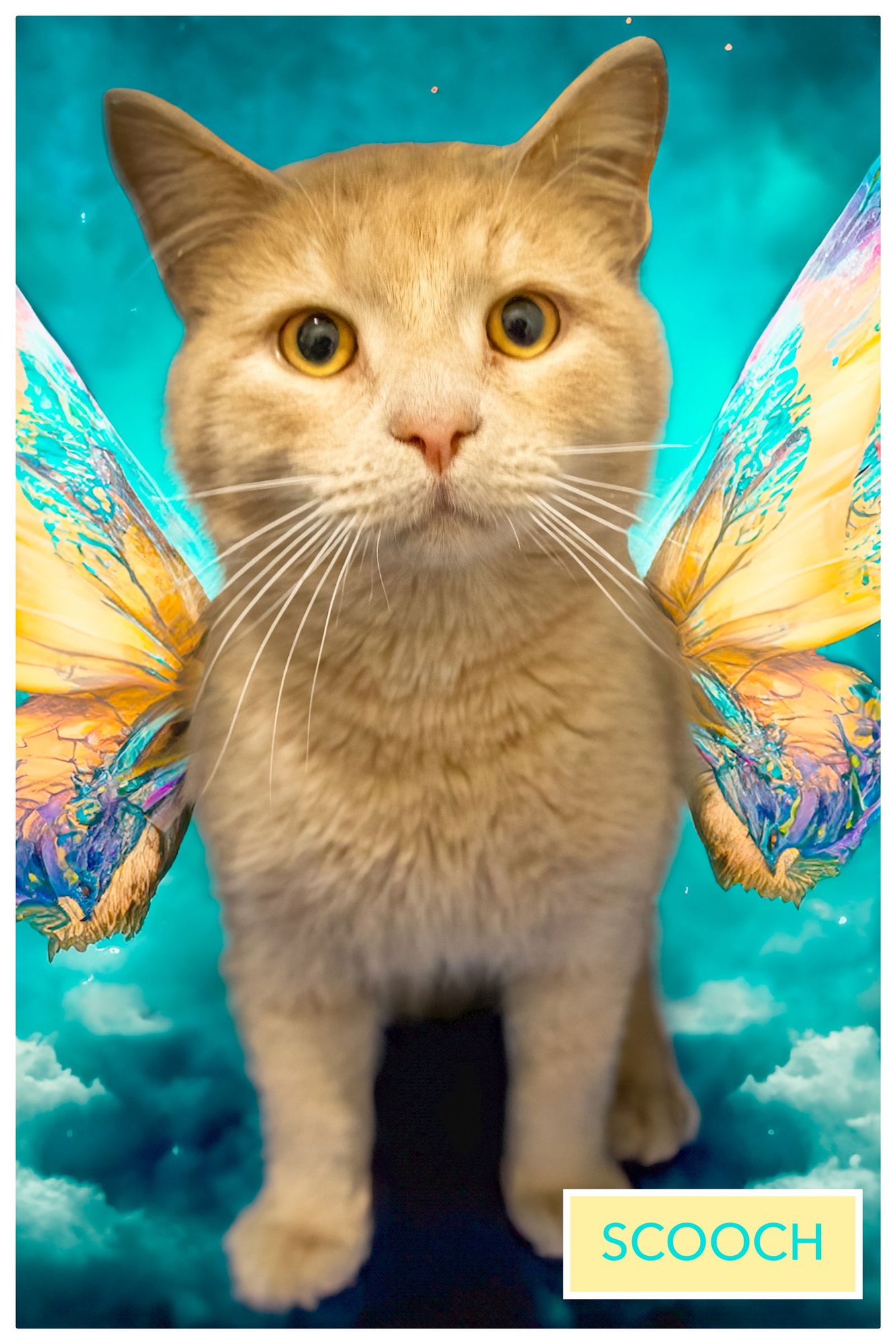 SCOOCH (M) (FCID# 01/12/2026 - 1 TRAINER) - Tabby available for adoption