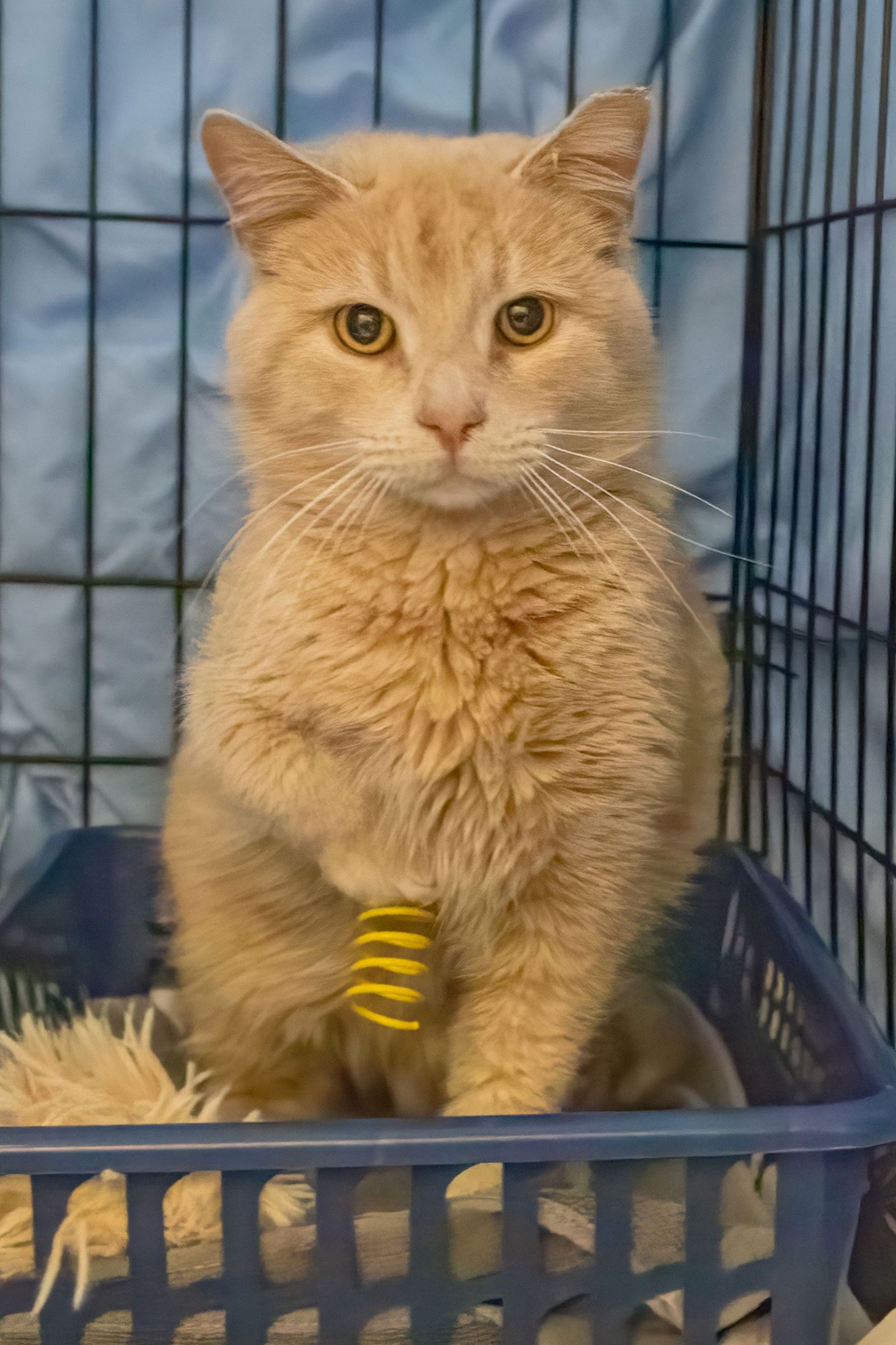 SCOOCH (M) (FCID# 01/12/2026 - 1 TRAINER) - Tabby available for adoption