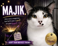 Majik (FCID# 06/01/2026 - 44 Trainer) - Photo 1