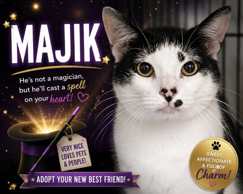 MAJIK (FCID# 06/01/2026 - 44 TRAINER) - Domestic Short Hair available for adoption