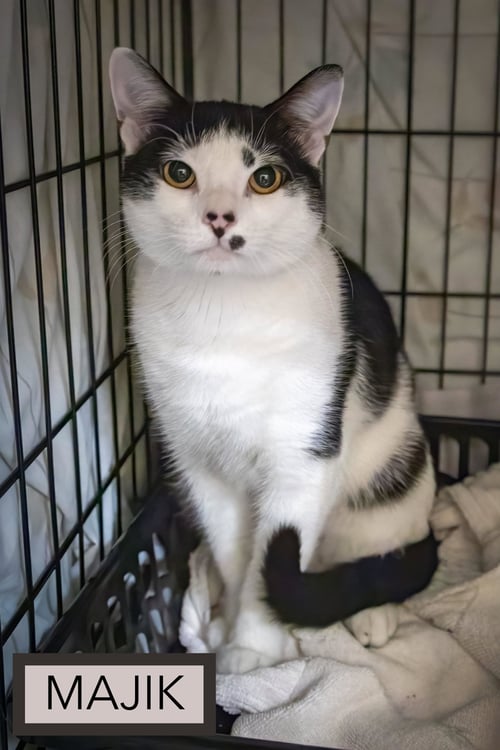 MAJIK (FCID# 06/01/2026 - 44 TRAINER) - Domestic Short Hair available for adoption