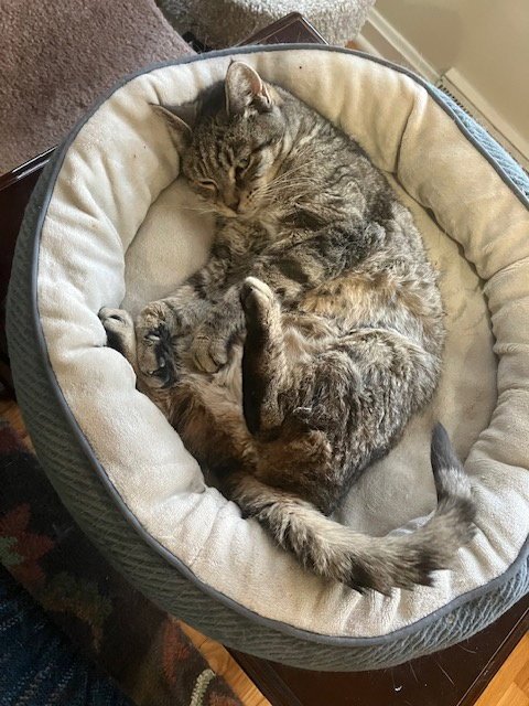 MONA (FCID# 05/08/2025 - 23) SN MED - Tabby for adoption in Newark