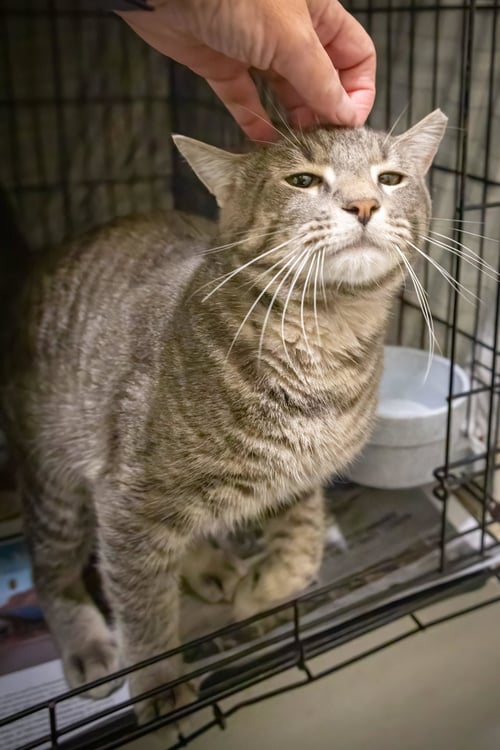 ALDO (FCID# 08/26/2026 - 26 TRAINER) - Tabby available for adoption