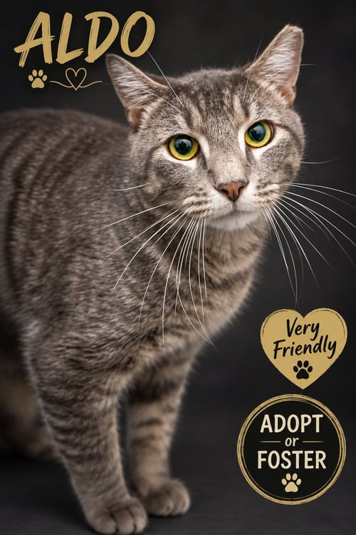 ALDO (FCID# 08/26/2026 - 26 TRAINER) - Tabby available for adoption