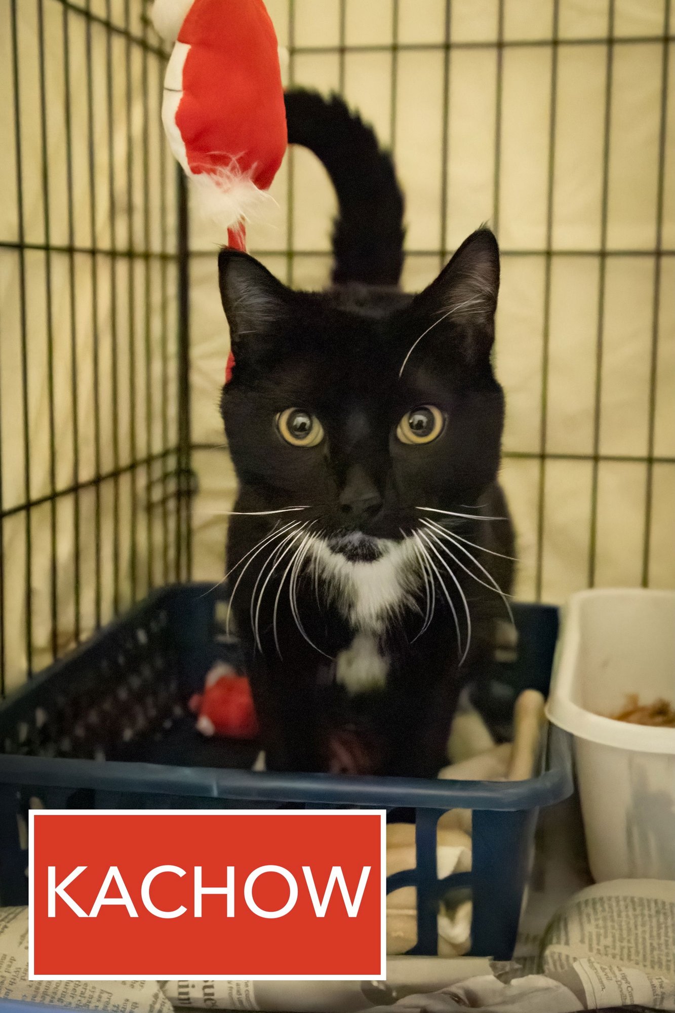 KACHOW (M) (FCID# 01/12/2026 - 501 TRAINER) - Tuxedo available for adoption