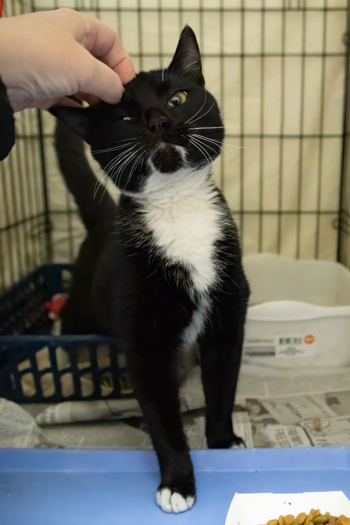 KACHOW (M) (FCID# 01/12/2026 - 501 TRAINER) - Tuxedo available for adoption