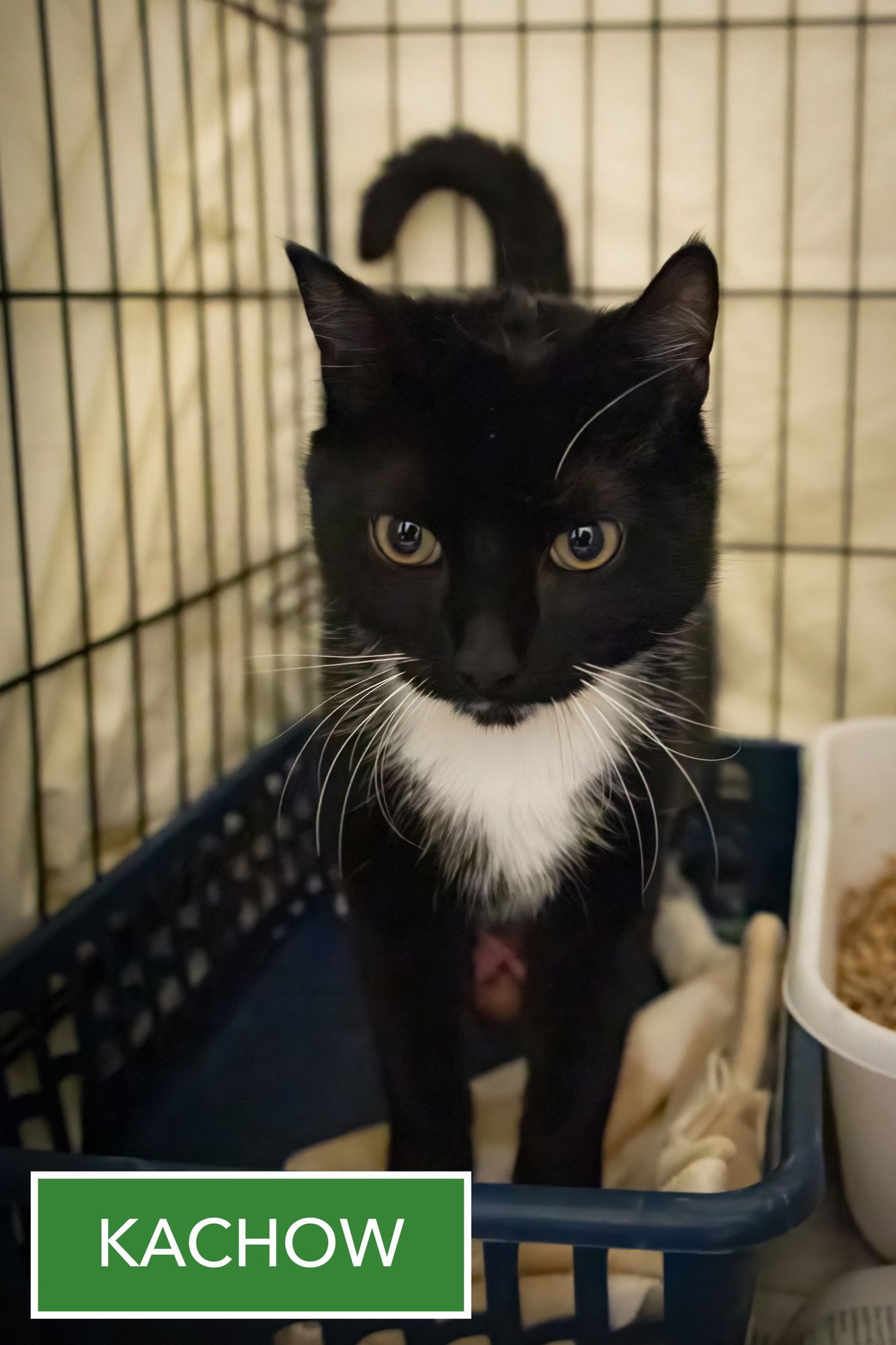 Kachow (m) (FCID# 01/12/2026 - 501 Trainer) - Photo 3