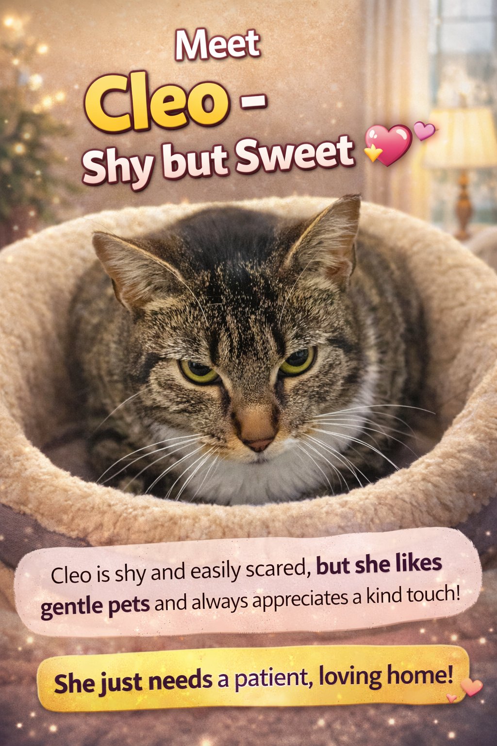 CLEO (FCID# 03/09/2026 - 46 TRAINER) - Tabby available for adoption