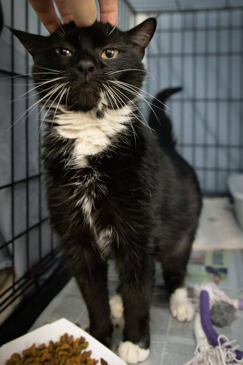 JANEY (FCID# 04/20/2026 - 89 TRAINER) - Tuxedo available for adoption
