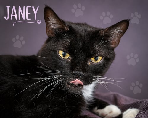 JANEY (FCID# 04/20/2026 - 89 TRAINER) - Tuxedo available for adoption
