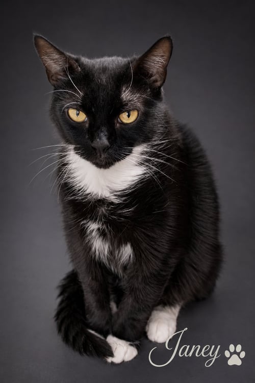 JANEY (FCID# 04/20/2026 - 89 TRAINER) - Tuxedo available for adoption