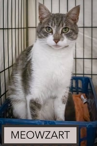 Meowzart (FCID# 06/01/2026 - 46 Trainer) - Photo 2