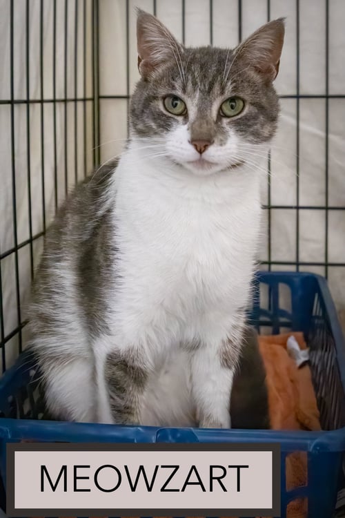 MEOWZART (FCID# 06/01/2026 - 46 TRAINER) - Tabby available for adoption