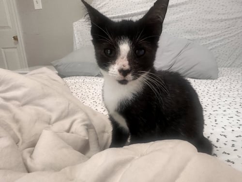 HUNTER (FCID# 08/18/2026 - 12 BRANDYWINE PS) C - Domestic Short Hair available for adoption