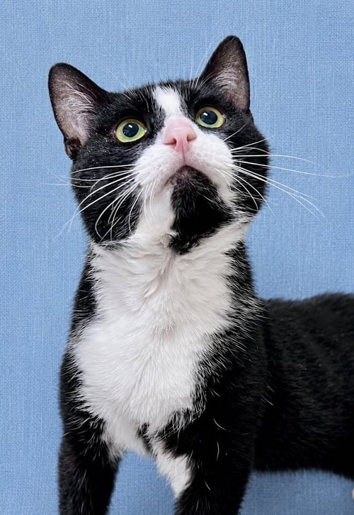NEO FCID# 05/20/2026-402 JENKINTOWN PS - Tuxedo available for adoption