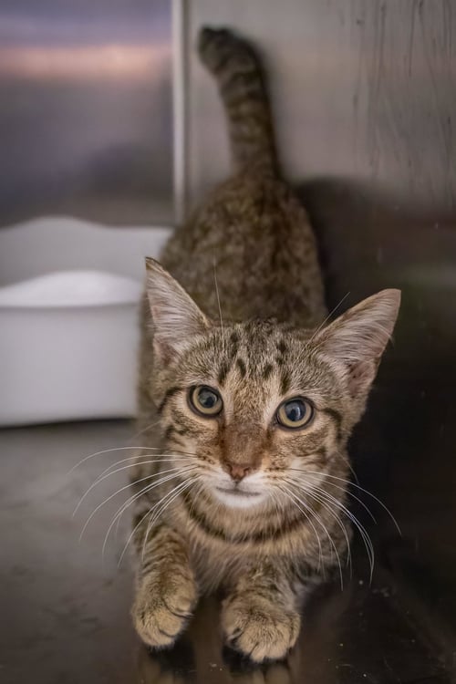 JENSON (FCID# 06/16/2026 - 506)CHRISTIANA PETSMART - Tabby available for adoption