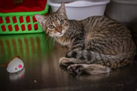 Jenson (FCID# 06/16/2026 - 506)Christiana Petsmart - Photo 3