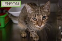 Jenson (FCID# 06/16/2026 - 506)Christiana Petsmart - Photo 4