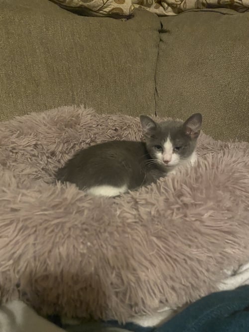 SCREECH, WILLOW GROVE PS, (FCID 06/02/2026-124) - Domestic Short Hair available for adoption