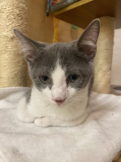 SCREECH, WILLOW GROVE PS, (FCID 06/02/2026-124) - Domestic Short Hair available for adoption