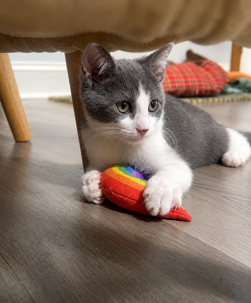 SCREECH, WILLOW GROVE PS, (FCID 06/02/2026-124) - Domestic Short Hair available for adoption