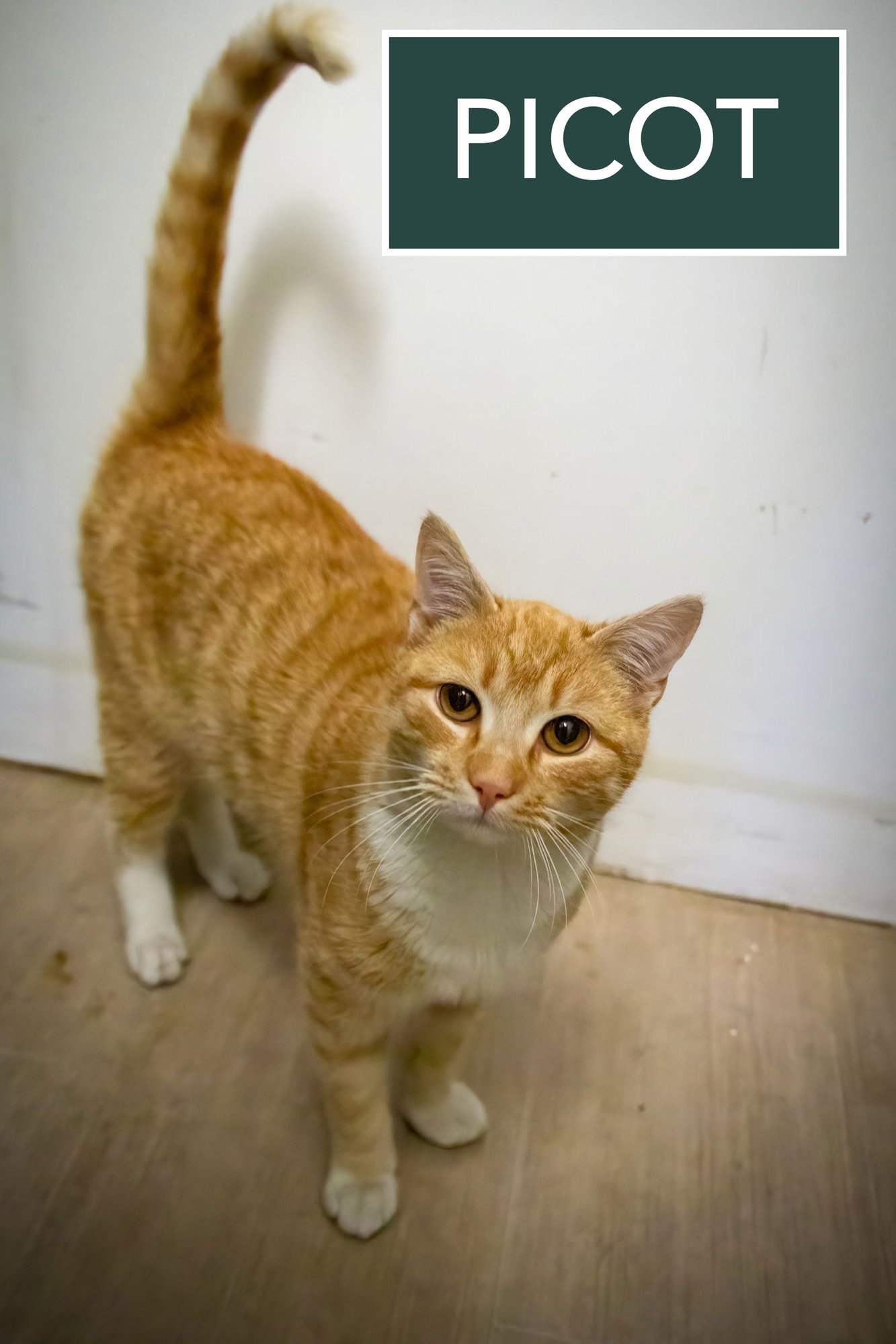 PICOT (FCID# 01/07/2026-29 GLEN MILLS PS) - Tabby / Tuxedo available for adoption