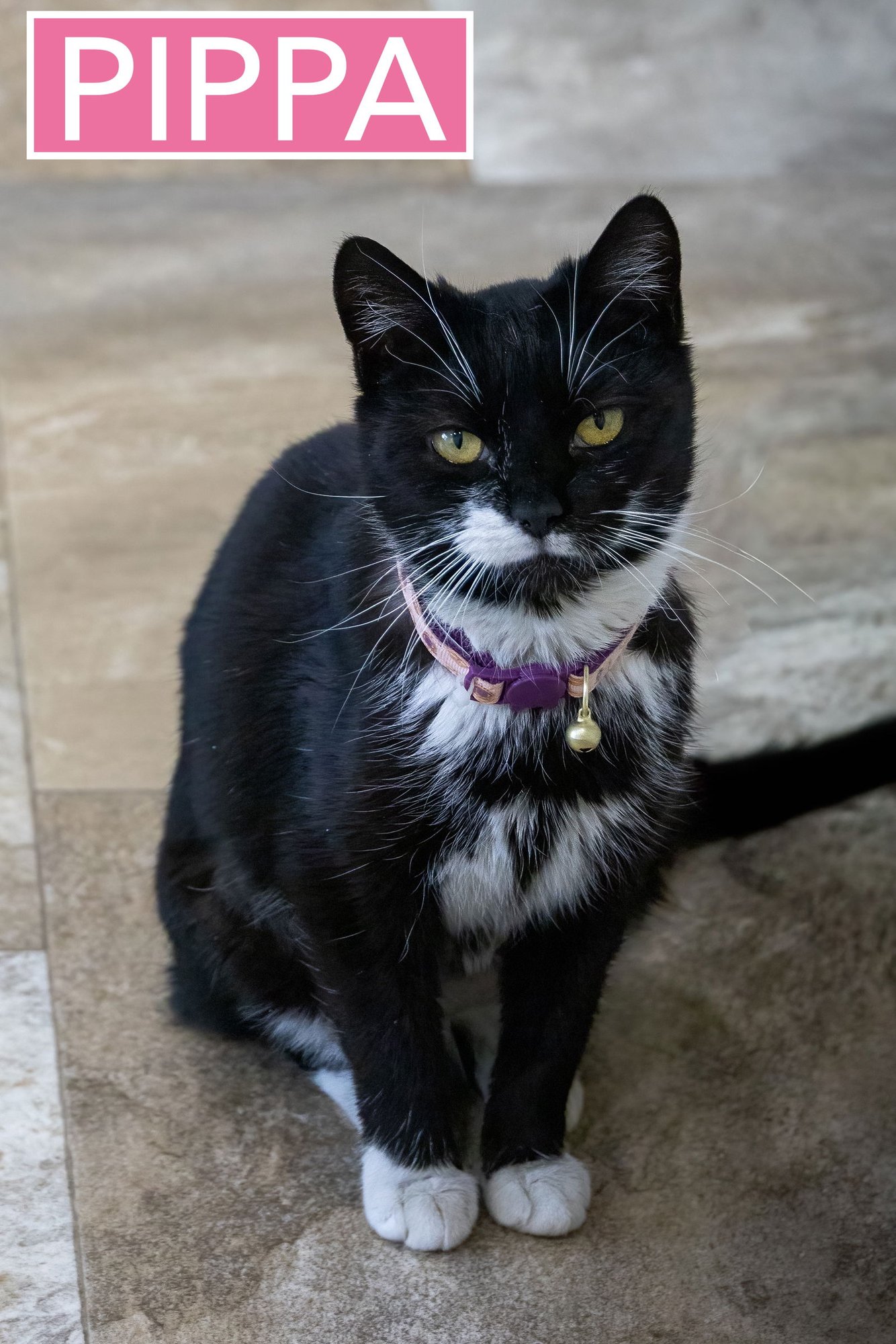 PIPPA (FCID# 12/10/2025 - 27) - Domestic Short Hair available for adoption