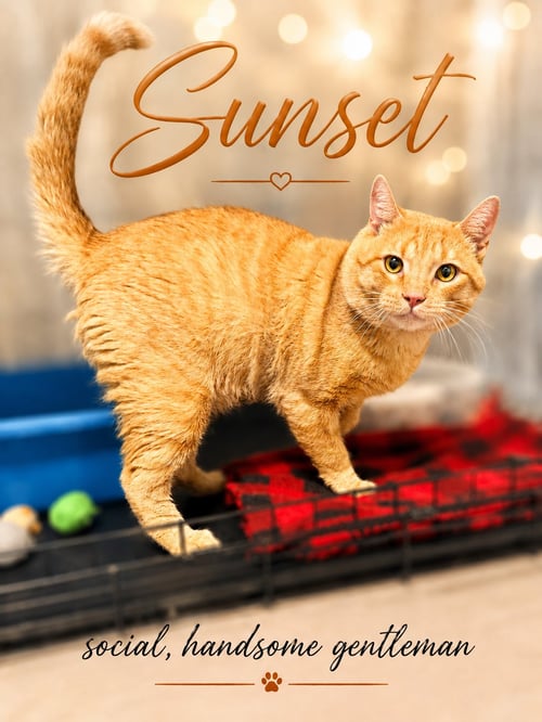 SUNSET (FCID# 07/01/2026 - 155) - Tabby available for adoption