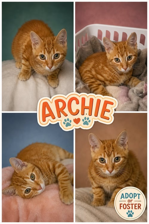ARCHIE: FOSTER REQUEST (FCID# 07/27/26 - 9 TRAINER - Tabby available for adoption