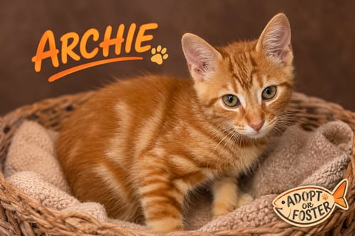 ARCHIE: FOSTER REQUEST (FCID# 07/27/26 - 9 TRAINER - Tabby available for adoption