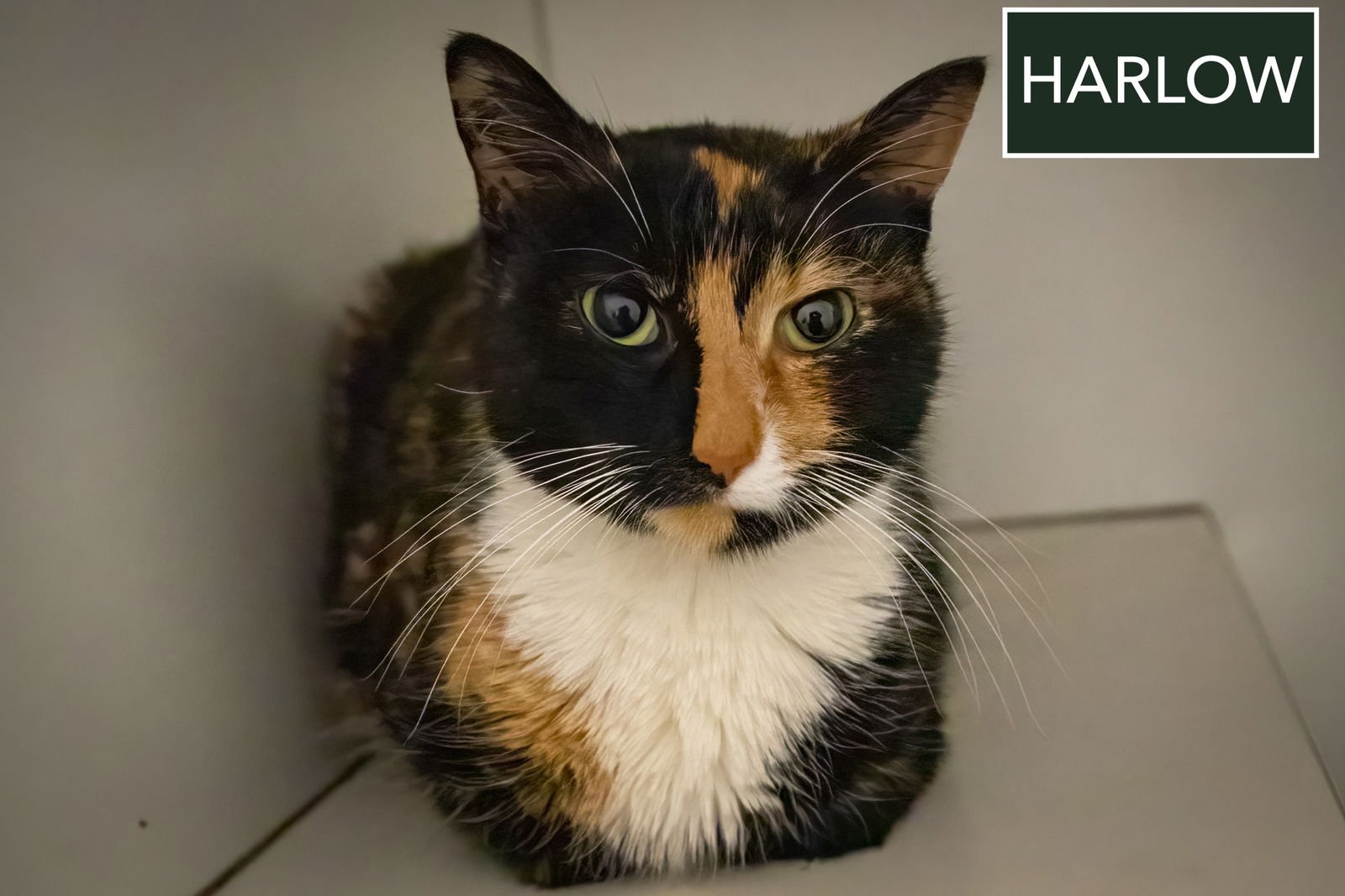 HARLOW (FCID# 01/05/2026 - 30 TRAINER) - Calico / Tuxedo available for adoption
