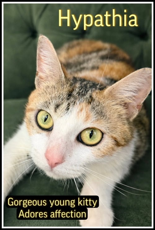 HYPATIA (FCID# 03/13/2026-105 WILLOW GROVE, PA) - Calico available for adoption