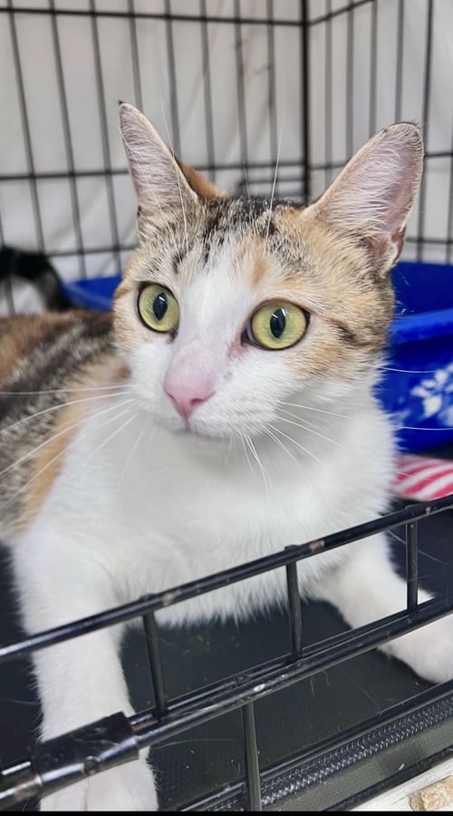 HYPATIA (FCID# 03/13/2026-105 WILLOW GROVE, PA) - Calico available for adoption