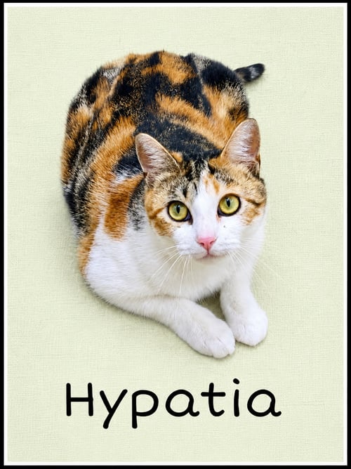 HYPATIA (FCID# 03/13/2026-105 WILLOW GROVE, PA) - Calico available for adoption